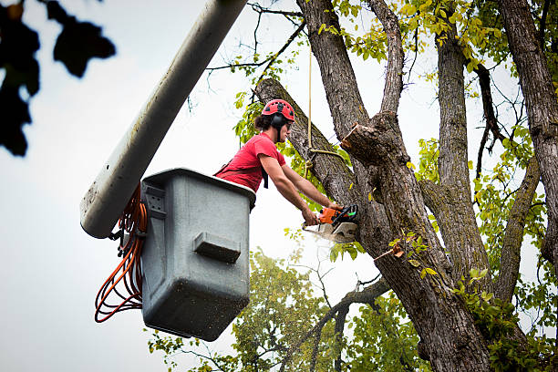 Best Best Tree Removal Services  in Laingsburg, MI